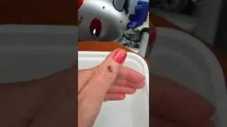 UK Native Jumping spider (Salticus Scenicus)