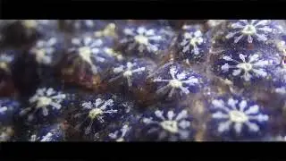Star Ascidian  (Botryllus schlosseri) / Ventnor / Isle of Wight