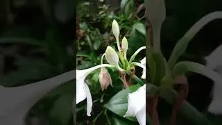 Amazon Lily 🍀💐💞#amazonlily #flowers #plants #shortvideo #lilyflower #lilygarden #shorts #fyp