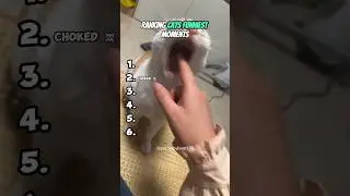 Top 6 Cats That Made the Internet Cry Laughing 😂