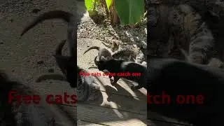 Free cats to a good home
