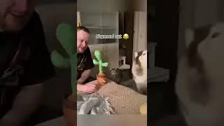 Cute Dogs Being Funny in This Amazing Compilation #funnydogs #dogvideos #cutedogs #puppyfun