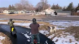 Clips from this weekend&rsquo;s ride #husky #urbanmushing #bikejoring #huskyadventure #bikingwithdogs