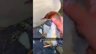 Her pet duck Adam first swim