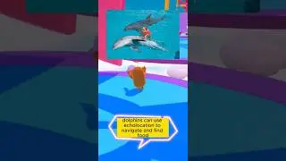 Unique facts about dolphins that maybe you don't know #shorts #facts #dolphin
