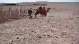 How to get a Camel ready for shearing ...