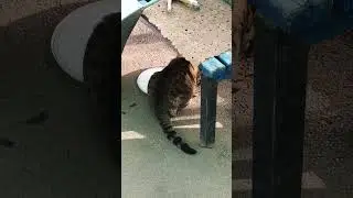 Запахло валерьянкой))#кисы #балдеж #кайф #cat