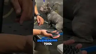 Groom Like a Pro: Discover Our Best Deshedding Tool