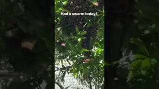 Swarm today! #bees #bees🐝 #beesofinstagram #beeswax #thesecretlifeofbees #beekeepers