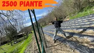 Come piantare le fragole in modo creativo