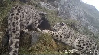 Southwest China's Nature Reserve Spots 26 Snow Leopards