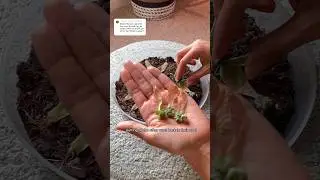 You&rsquo;ve grown your succulents leaves, now what? #plantcare #succulent #propagation