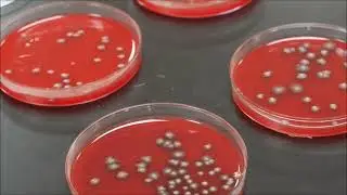 Biotechnology at ACC:  Advanced Molecular Techniques
