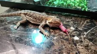 Bearded Dragon vs Pinkie Rat 🐀