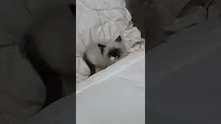 funny cats #ragdolllife #ragdoll #catlover #funnycats