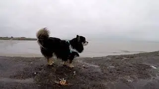Chihuahua Milli auf Baltrum im Dezember 2017