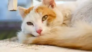 🐾 فيديو بسيط وهادئ للاستمتاع بلحظة استرخاء مع هذا القط الظريف.