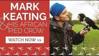 Mark Keating and His African Pied Crow, Vorona