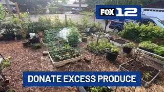 Home gardeners asked to donate excess produce as nonprofits warn of federal food aid shortages