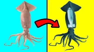 Weirdest Things Ever Found Inside Animals