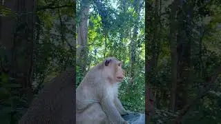 leader of monkey .  #shorts