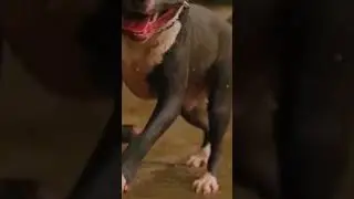 Hard Rock pitbull dog #dog #pitbull @dogtv