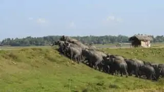 Wild Elephants Herd #elephantworld #elephantherd #wildelephant #elephant #animals #viral #subscribe 