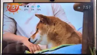 きょうのわんこ　柴犬ももちゃん