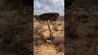 How Africans Sleep in Nature‼️😱