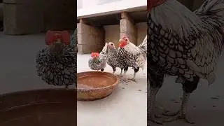 smallest breeder chicken in the world#views #viral #hen #2023 #video #beautiful #shorts s