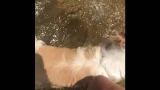 Sunny the Blind Dog Learns to Swim