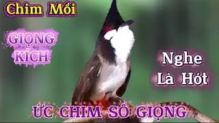 Chào mào Hót Ché ,giọng kích kích bổi sổ giọng Luyện Giọng cho bổi Nghe Là Hót Giọng Rừng