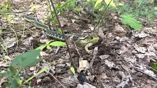 Galaxy Nature- Snake vs. Frog