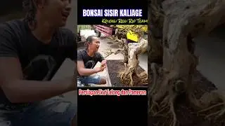 BONSAI SISIR koleksi Reni Rio Team Persiapan Untuk Di Lelang & Pameran #bonsai #bonsaitree #Shorts