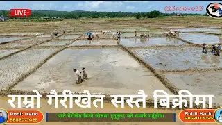 ramro gairi khet sastoi bikrima at sindhuli