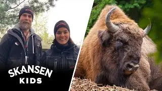 VISENT p&aring; Skansen 🐮