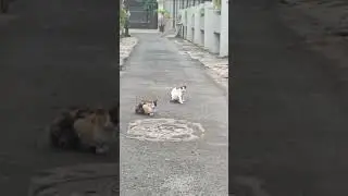 kucing Setiabudi