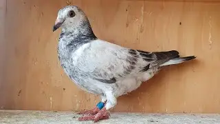Racing Pigeons - Young Bird Loft Update!