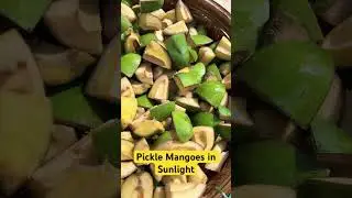 Pickle Mangoes in Sunlight #mango
