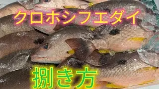 [魚の捌き方]クロホシフエダイ捌き方