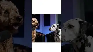 This Dog Podcast is Hilarious. Part 14 #FunnyDogs #ComedyShorts #DogsOfYouTube