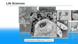 Image Examples from Keysight&rsquo;s 8500B Field Emission Scanning Electron Microscope