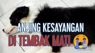 Border collie | Play dead