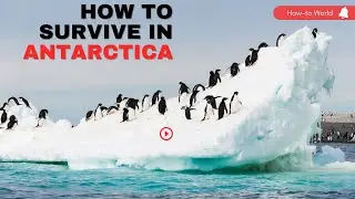 How To Survive In Antarctica