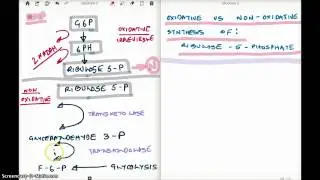 Oxidative Vs Non Oxidative Synthesis of Ribulose