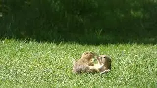 Richardson Ground squirrels having Fun