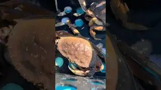 Paddle board Crabbing, easy catch!  Dungeoness crabbing  #crabbing #fishing
