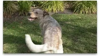 Dogs' Brain and Cognitive Health