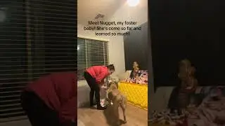 @denisek_73: She has learned so much! I'm so excited for her next fur ever story 🤣 #dog #dogvideos