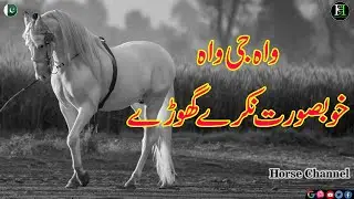 Karman Wala I Most beautiful horses I Nukra I zulily sial I Zuly Syal ka bacha I Desi breed I Horse